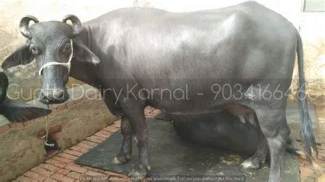 Female Black Mehsana Buffalo, 14 at Rs 105000 in Karnal | ID: 3941094891