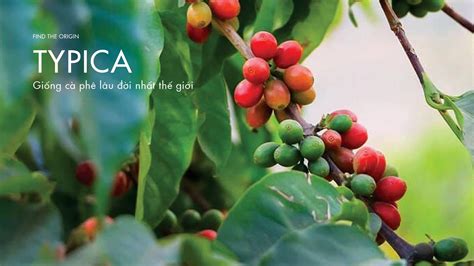 Typica coffee - The oldest coffee variety in the world