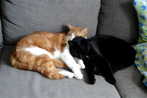 Cuddling together | Cute cats HQ - Pictures of cute cats and kittens ...