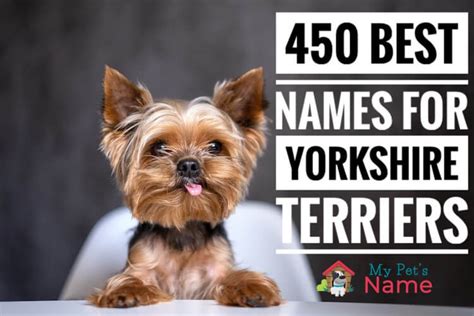 Yorkie Names: The 450 Best Names For Yorkshire Terriers | My Pet's Name