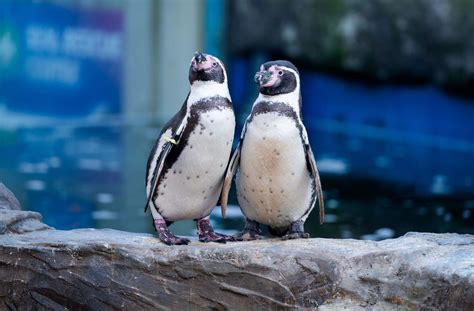 Find out why people are ‘obsessed’ with penguins at Hunstanton Sea Life ...