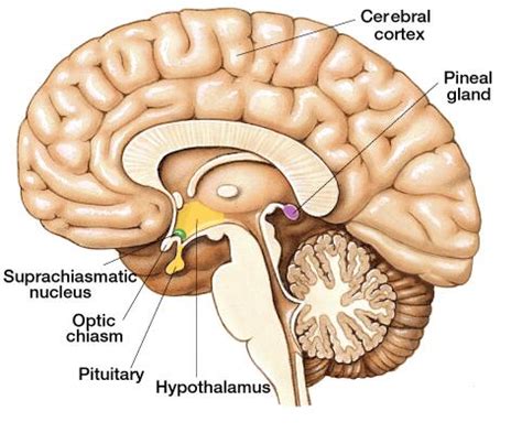 The Solar Skywalker: Endocrine Secretions During Sungazing - Pineal Gland Activation