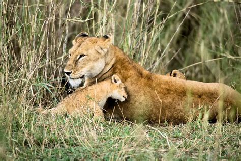 ANIMALES VIVÍPAROS » Significado, Características, Clasificación Y Ejemplos