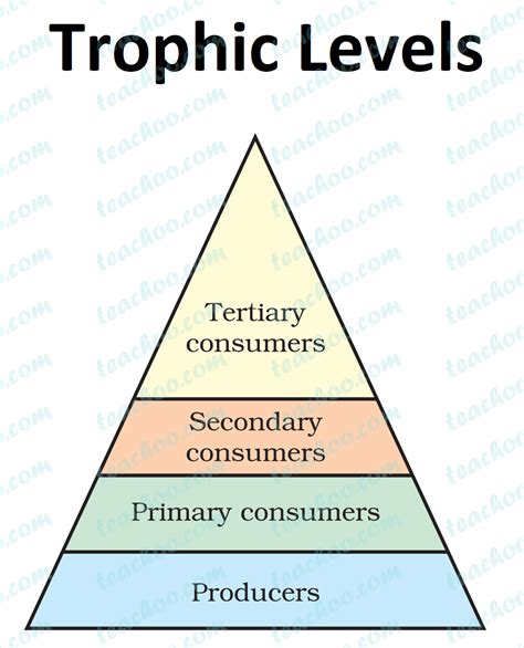 Trophic Level - Definition, Examples, Energy Transfer - Teachoo