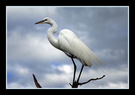 A White Heron by Sarah Orne Jewett - Excellence in Literature by Janice CampbellExcellence in ...