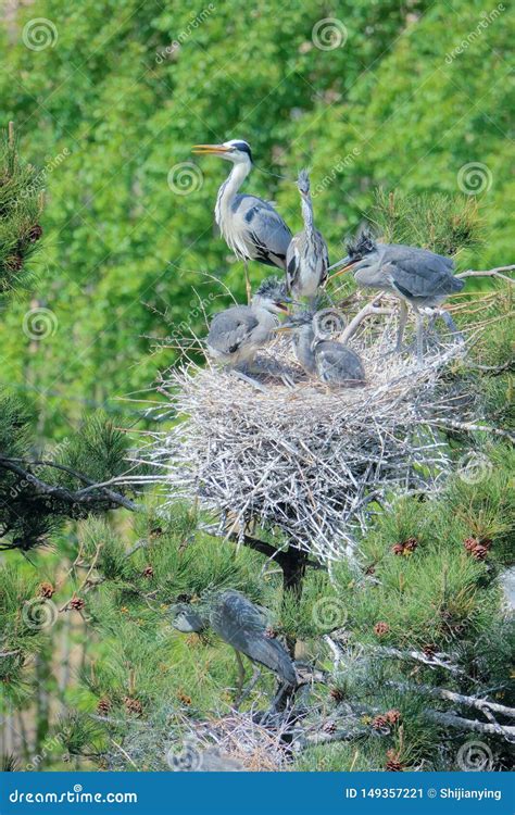 Nest of Grey Heron stock image. Image of heron, birdling - 149357221