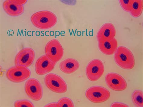 Microscope World Blog: Microscope Immersion Oil