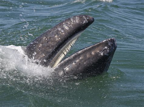 Some ancient whales had both teeth and baleen - Earth.com