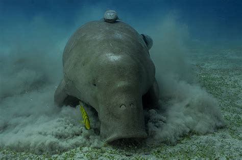 Royalty Free Dugong Pictures, Images and Stock Photos - iStock