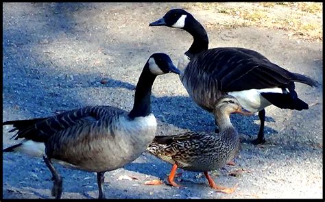 Ducks and Geese and Life Is Too Short For Fighting – IngPeaceProject.com