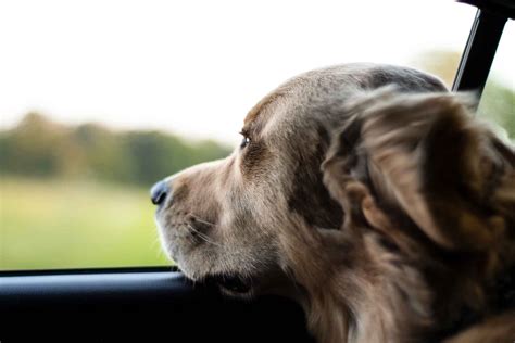 Travelling by car with your pet - Vetwest Veterinary Clinics