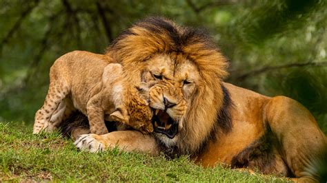 lion, cub, playful, predator, wildlife, 4k HD Wallpaper