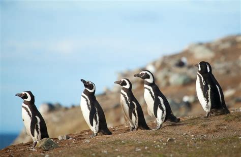 Chile: Wale und Pinguine in Sicht - reisen EXCLUSIV