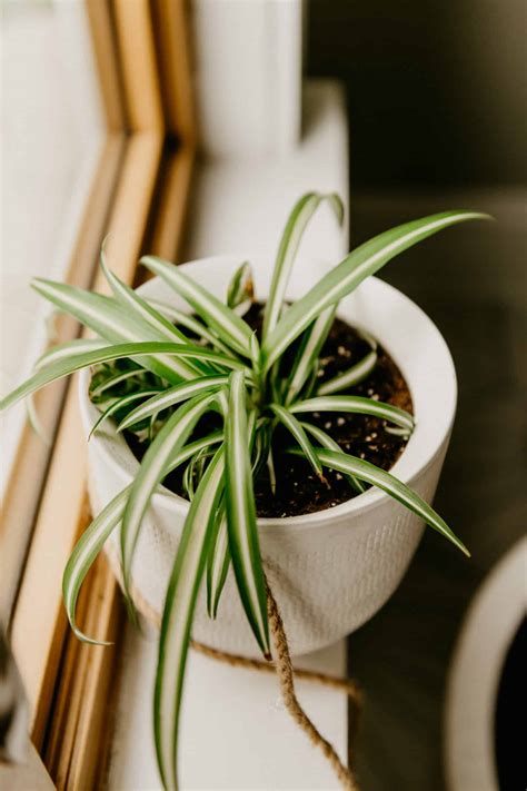 My Favorite Air Purifying Houseplants | House Fur