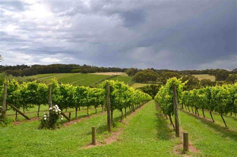 25+ Best Leelanau Peninsula Wineries (Traverse City) - Inside Michigan