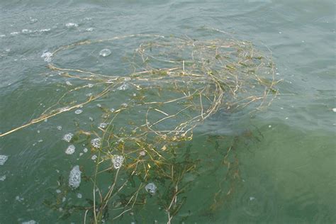 Curly Leaf Pondweed | North Dakota Game and Fish