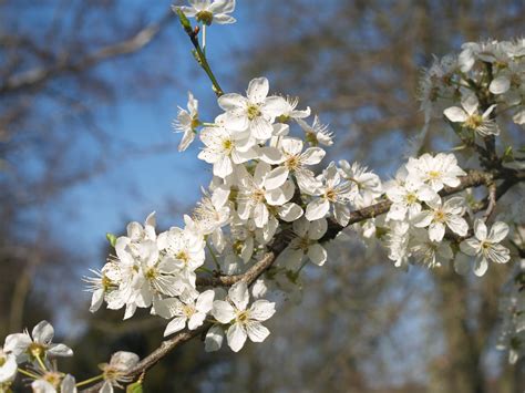 Cherry Plum, Prunus cerasifera | Jeremy Bartlett's LET IT GROW blog