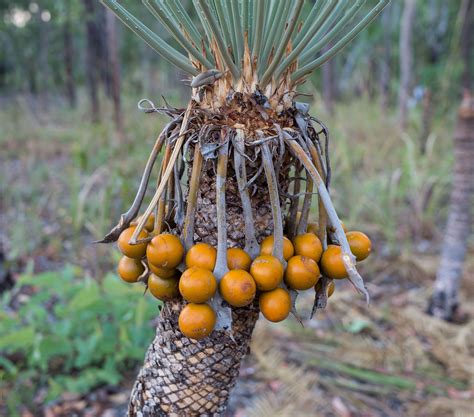 Cycad fruit/seedpods- Charles Darwin National Park. | Seed pods, Seed art, Seeds