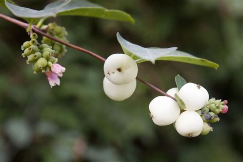 Growing the Common Snowberry in a Home Garden