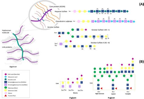 Typical structure of human glycocalyx A) schematic representation of ...