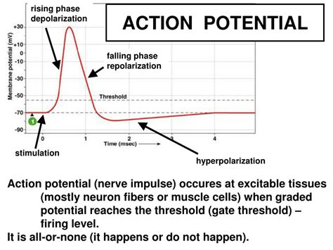 PPT - BIOPHYSICS OF ACTION POTENTIAL & SYNAPSE PowerPoint Presentation - ID:4747563