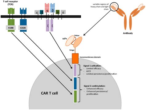 Cancers | Free Full-Text | Chimeric Antigen Receptor (CAR) T Cell Therapy for Malignant Pleural ...