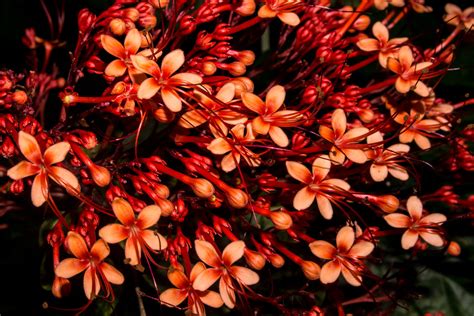 Clerodendrum paniculatum | Clerodendrum paniculatum George B… | Flickr