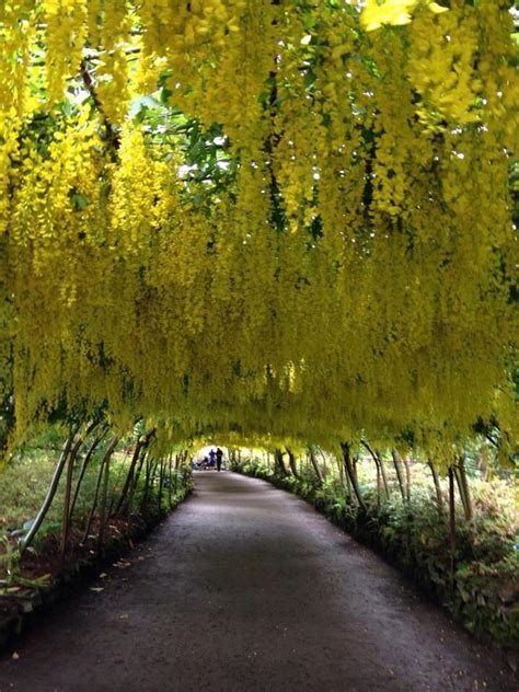 The Laburnum Arch, Bodnant Gardens, North Wales. It flowers for only 2 weeks a year in May ...