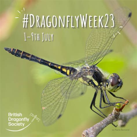 Dragonfly Week started this weekend! How to take part. . . - British Dragonfly Society