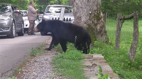 Black Bears - Cades Cove - Mother and Three Cubs - YouTube