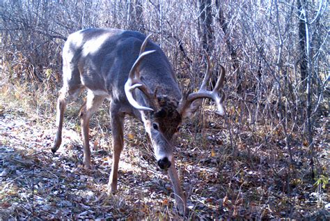 Better Deer Hunting: Understanding The Tarsal Gland • Air Gun Maniac