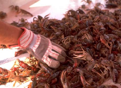 List of crawfish festivals in 2019, dates, and locations in Louisiana, Texas, Mississippi ...