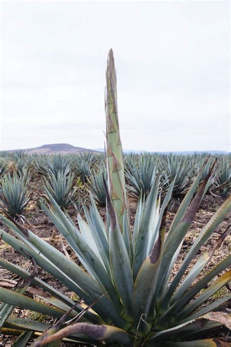 Magueyes| Mezcal Plant | Types of Agave Plants | La Luna Mezcal