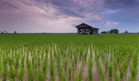 Genetically modified rice could be key to tackling food shortages caused by climate change