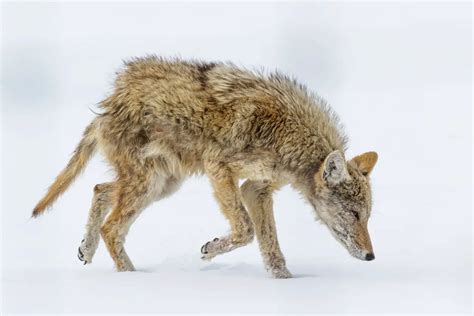 Coyotes With Mange: How to Identify and Avoid it