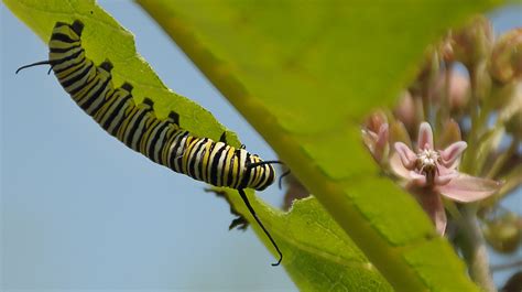 Butterflies And Their Host Plants