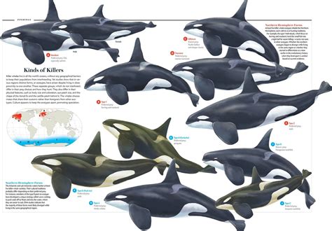 Killer Whale Species