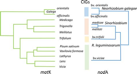 Frontiers | Microevolution, speciation and macroevolution in rhizobia ...