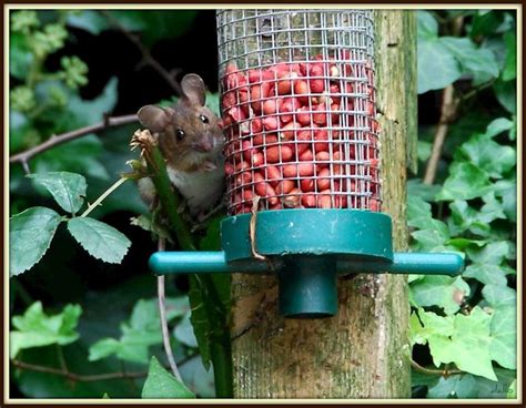 Wood Mouse: These beautiful mice are... - Positive Wellbein...