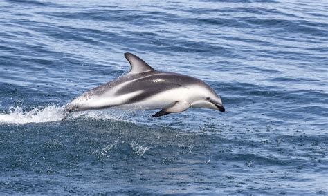 Dusky Dolphin - Dusky Dolphin in New Zealand. | Dusky dolphin, Dolphins, Whale