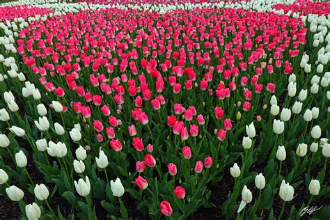 F382 Tulip Heart, Roozengaarde Garden, Washington | Randall J Hodges ...