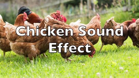 Chicken Clucking Sound Effect - YouTube