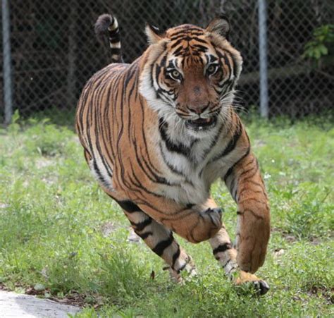 Tigers Running Speed