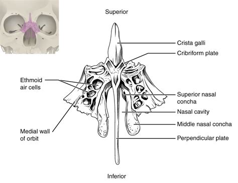 Ethmoid Bone Diagram | Quizlet