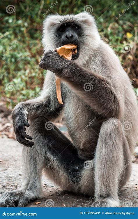 Big monkey eating banana stock image. Image of danger - 137395431