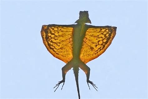 Nothing in the world flies like these Draco lizards | How it works | Earth Touch News