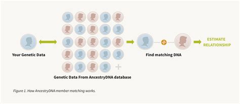 DNA Match Explainer | AncestryDNA® Learning Hub