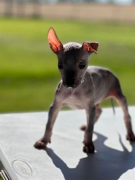 Xoloitzcuintli (Xolo) Puppies For Sale - AKC PuppyFinder