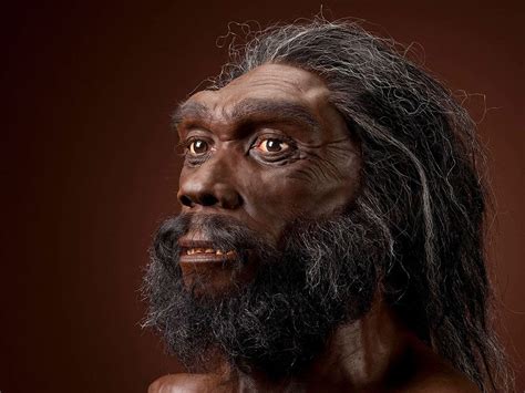 An Evolutionary Timeline of Homo Sapiens | Homo heidelbergensis, Human fossils, Ancient humans