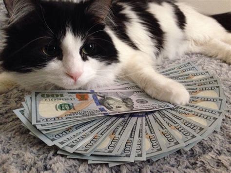 Pin by Manoj on Money bby! | Money cat, Cats, Funny cats